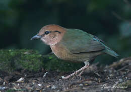 Image of Rusty-naped Pitta