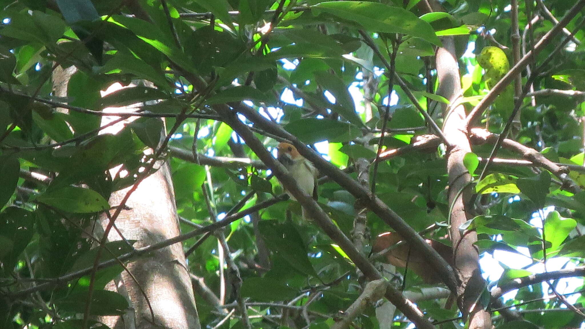 Image of Rufous-faced Warbler