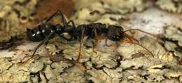 Image of Jack jumper ant