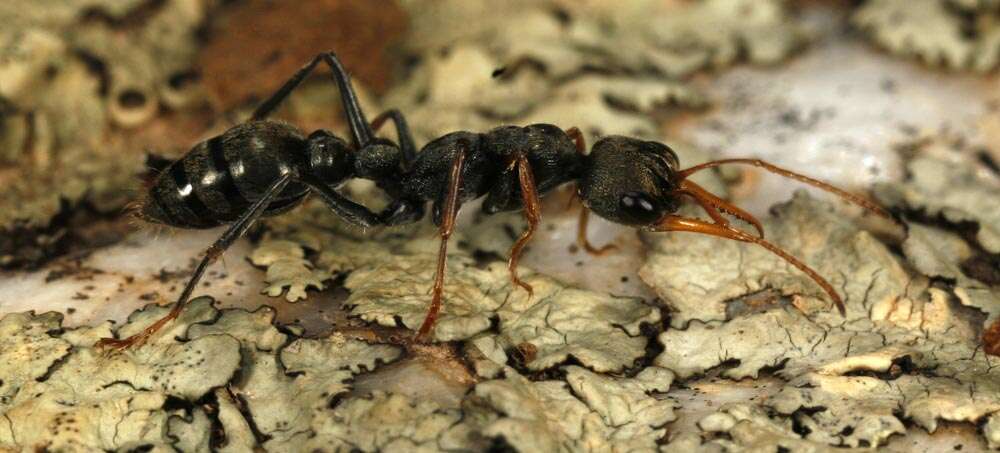 Image of Jack jumper ant