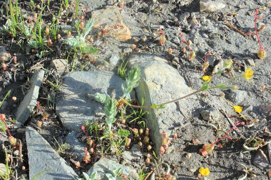 Imagem de Potentilla drummondii subsp. breweri (S. Wats.) B. Ertter