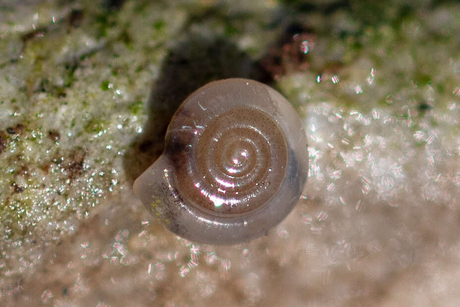 Image of milky crystal snail