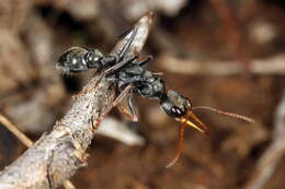 Image of Jack jumper ant