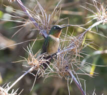 Image of Amethyst-throated Sunangel