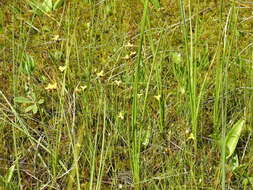 Image of northern yelloweyed grass