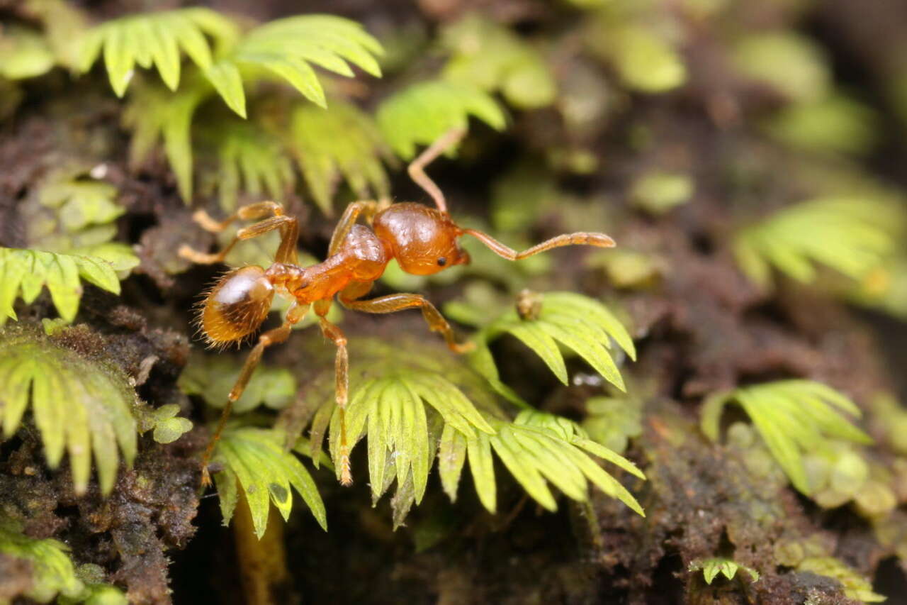 Image of Lophomyrmex