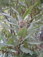 Image of firetree