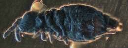 Image of Snow flea