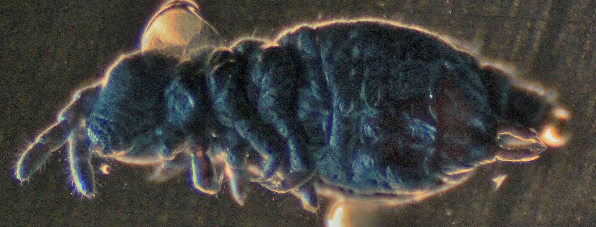 Image of Snow flea