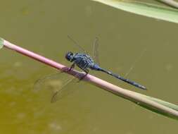 Image of Long Skimmer