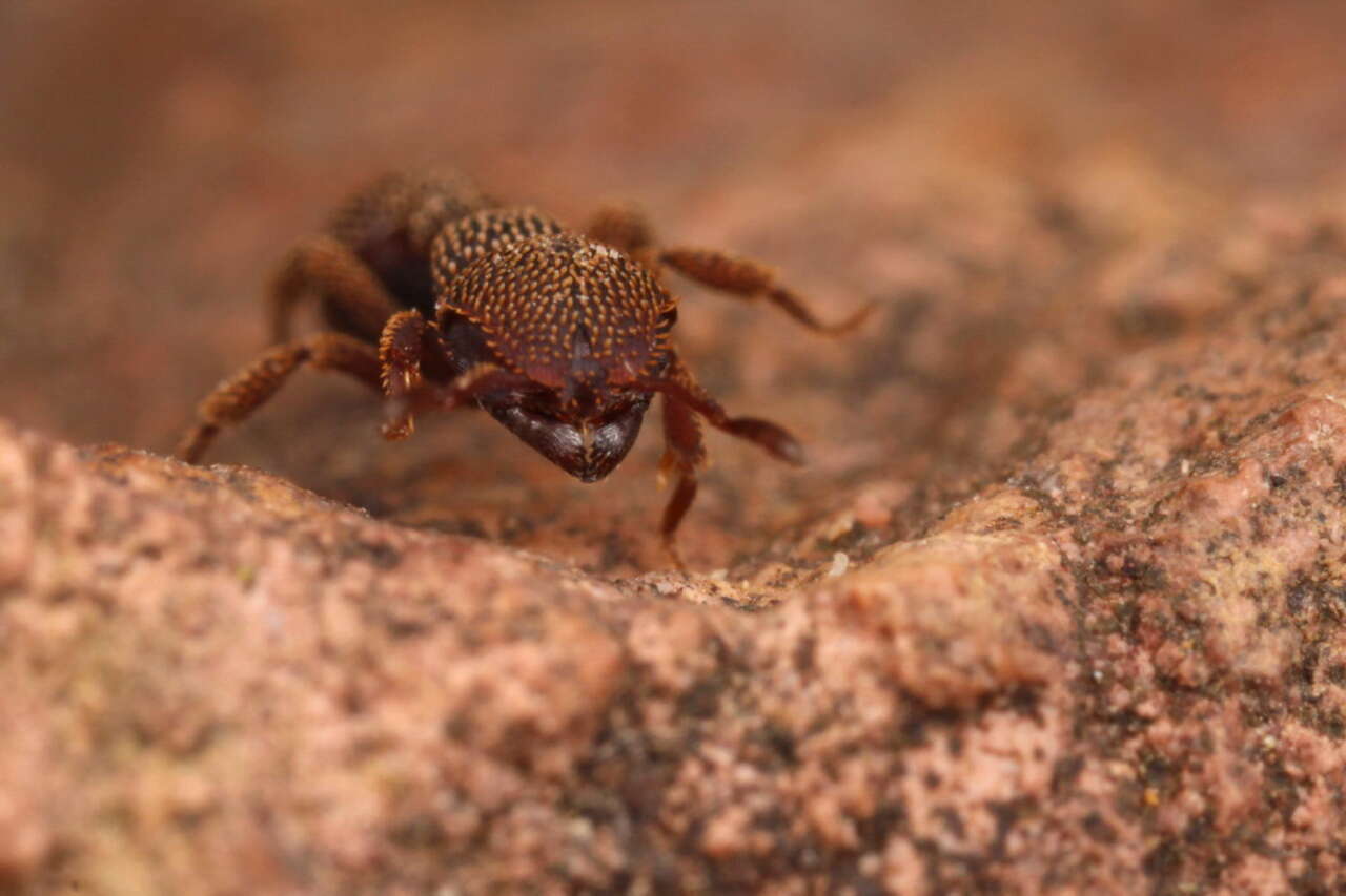 Image of Calyptomyrmex