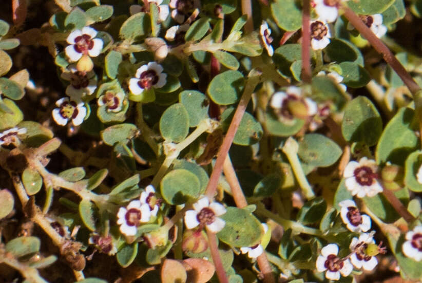 Image de <i>Euphorbia <i>polycarpa</i></i> var. polycarpa