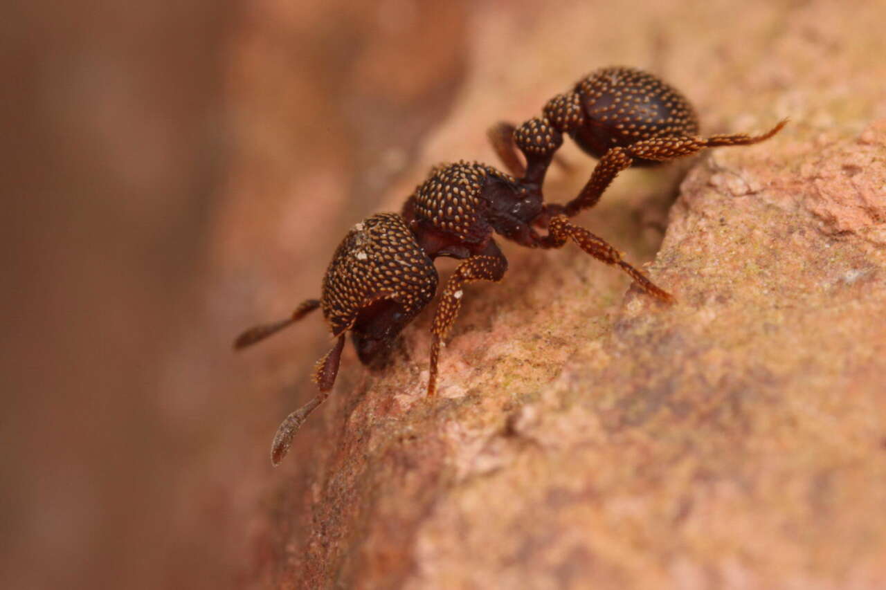 Image of Calyptomyrmex