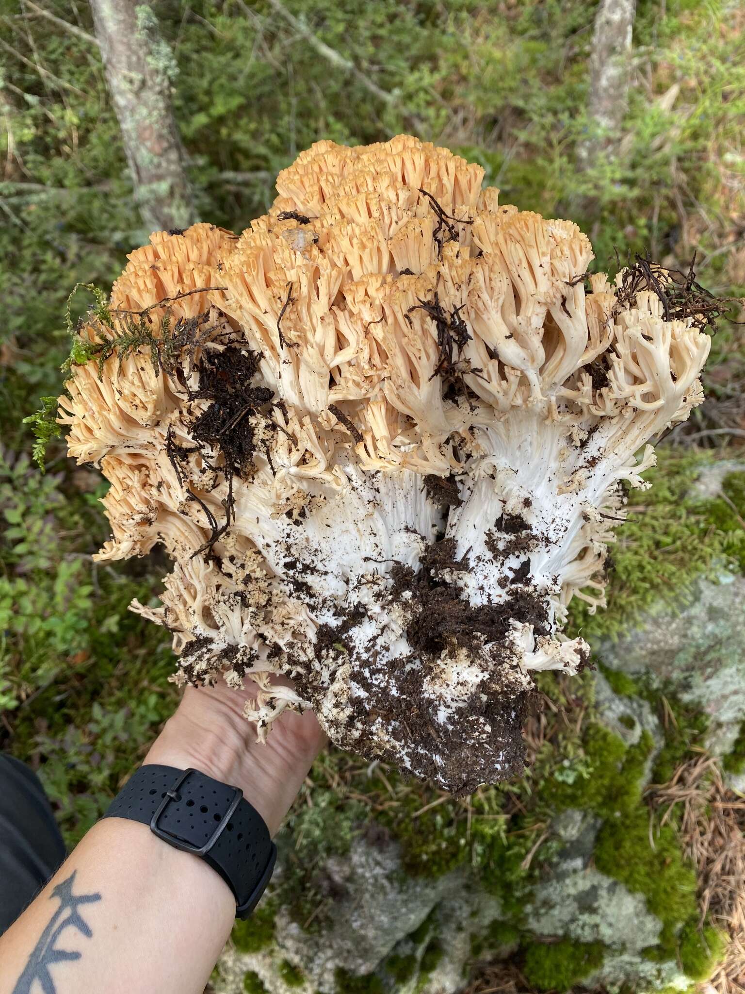 Image of Ramaria boreimaxima Kytöv. & Toivonen 2014