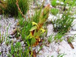 Image of Satyrium humile Lindl.