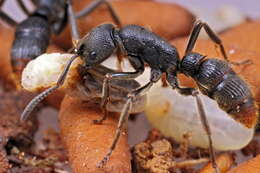 Image of Panther Ants