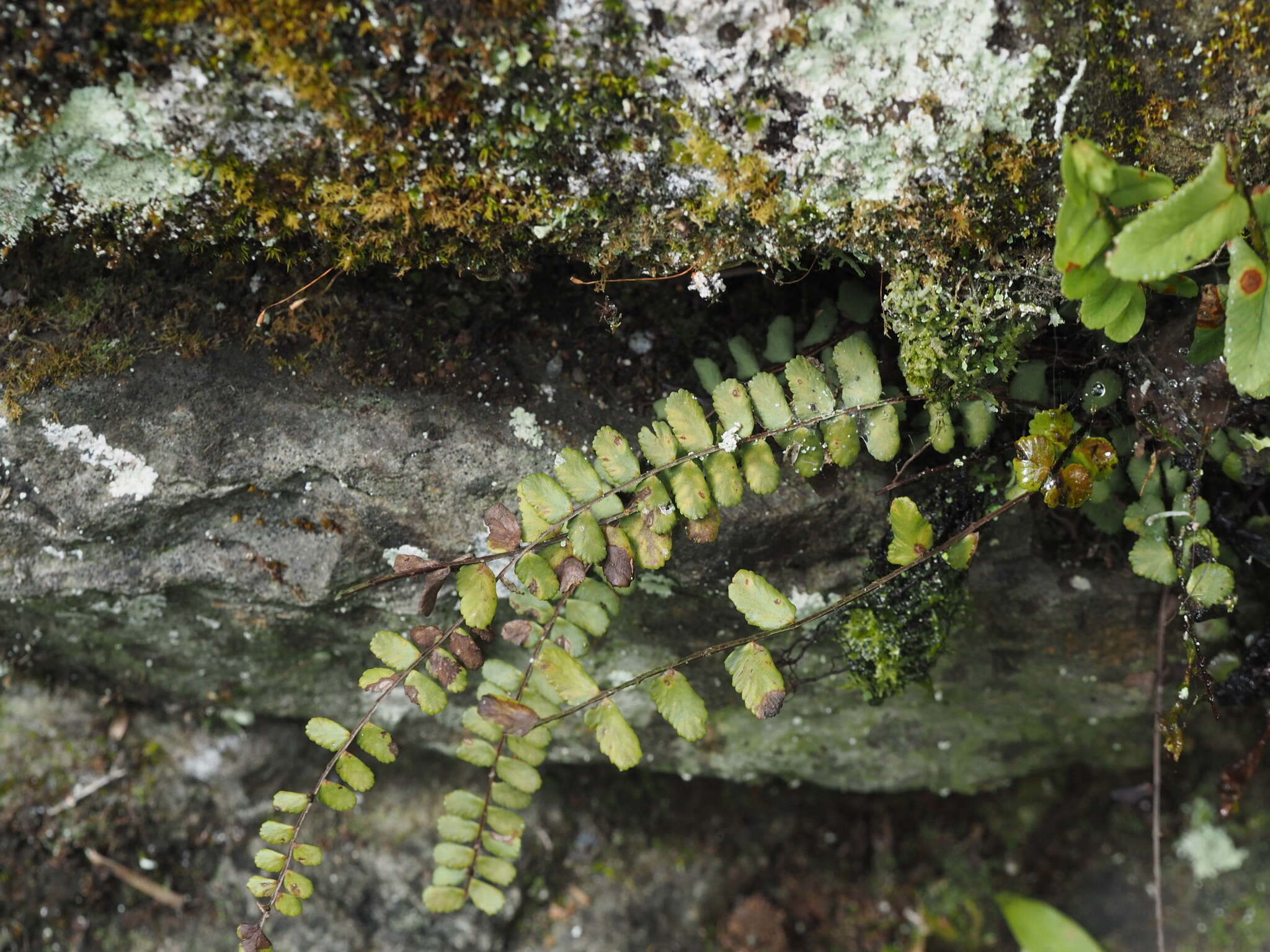 Image de Asplenium tripteropus Nakai