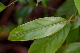 Image of Itea chinensis Hook. & Arn.