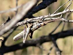 Macrolobalia ocellata (Tepper 1896)的圖片