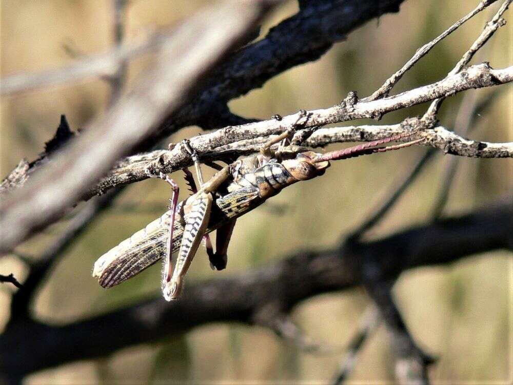 Macrolobalia ocellata (Tepper 1896)的圖片