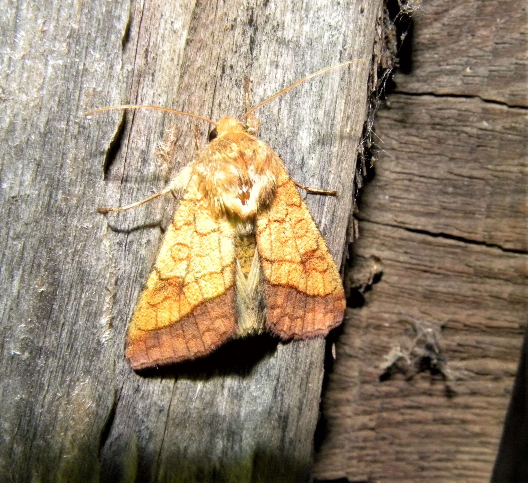 Image of bordered sallow