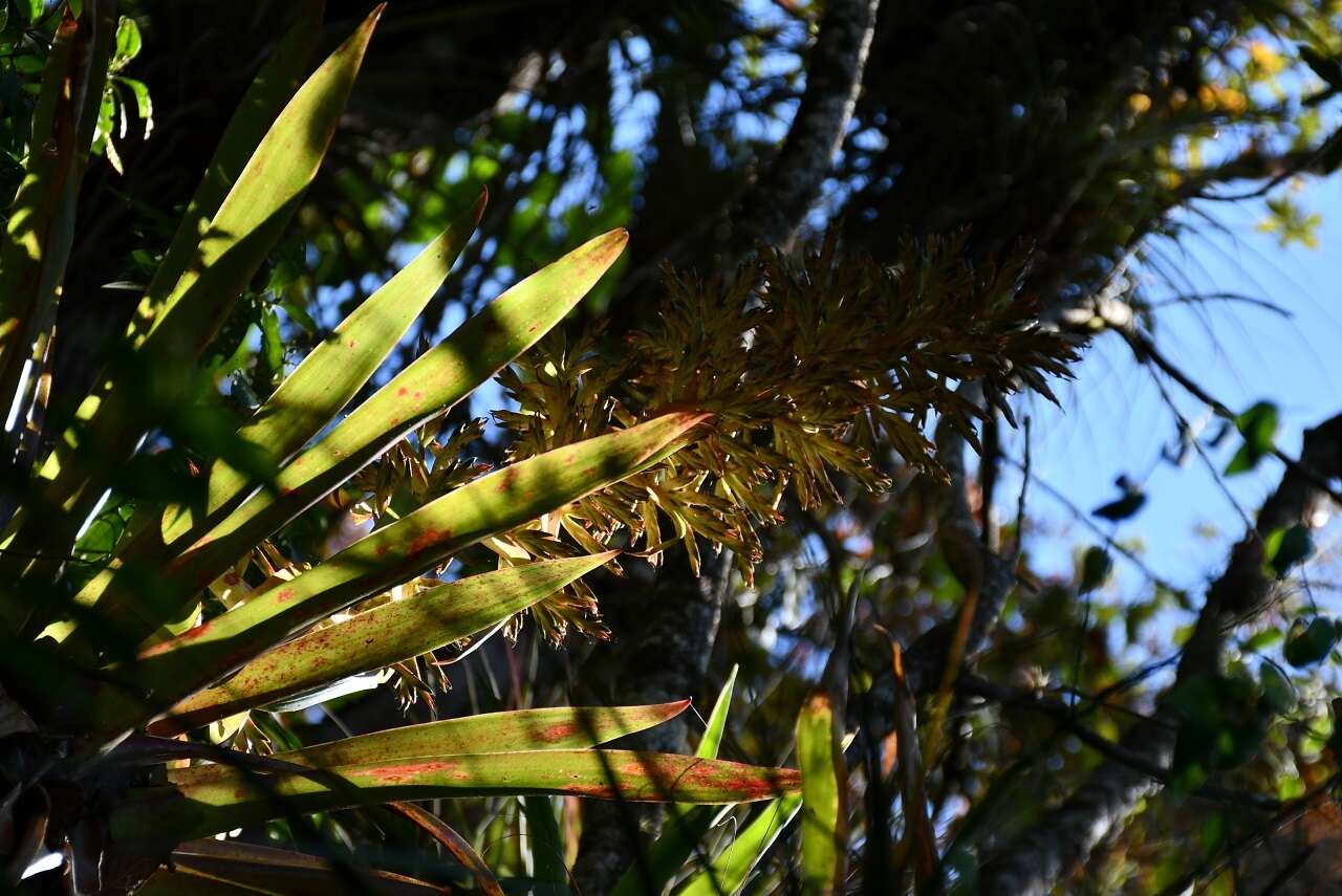 Image of Tillandsia excelsa Griseb.