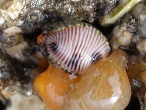 Image of European cowrie