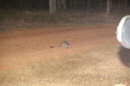 Image of Brush-tailed Bettong