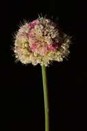 Imagem de Eriogonum nudum var. scapigerum (Eastwood) Jeps.