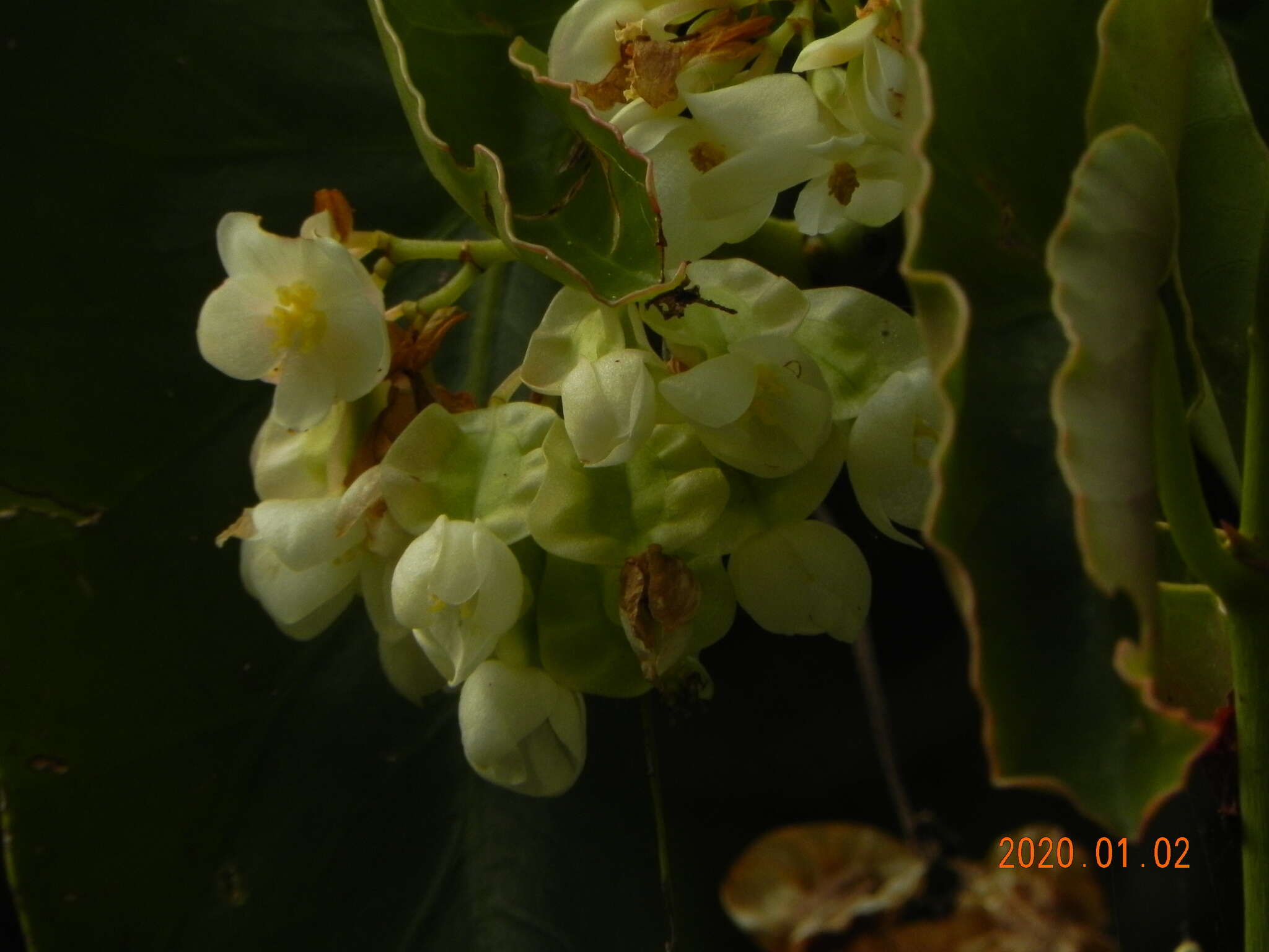 Imagem de Begonia maculata Raddi