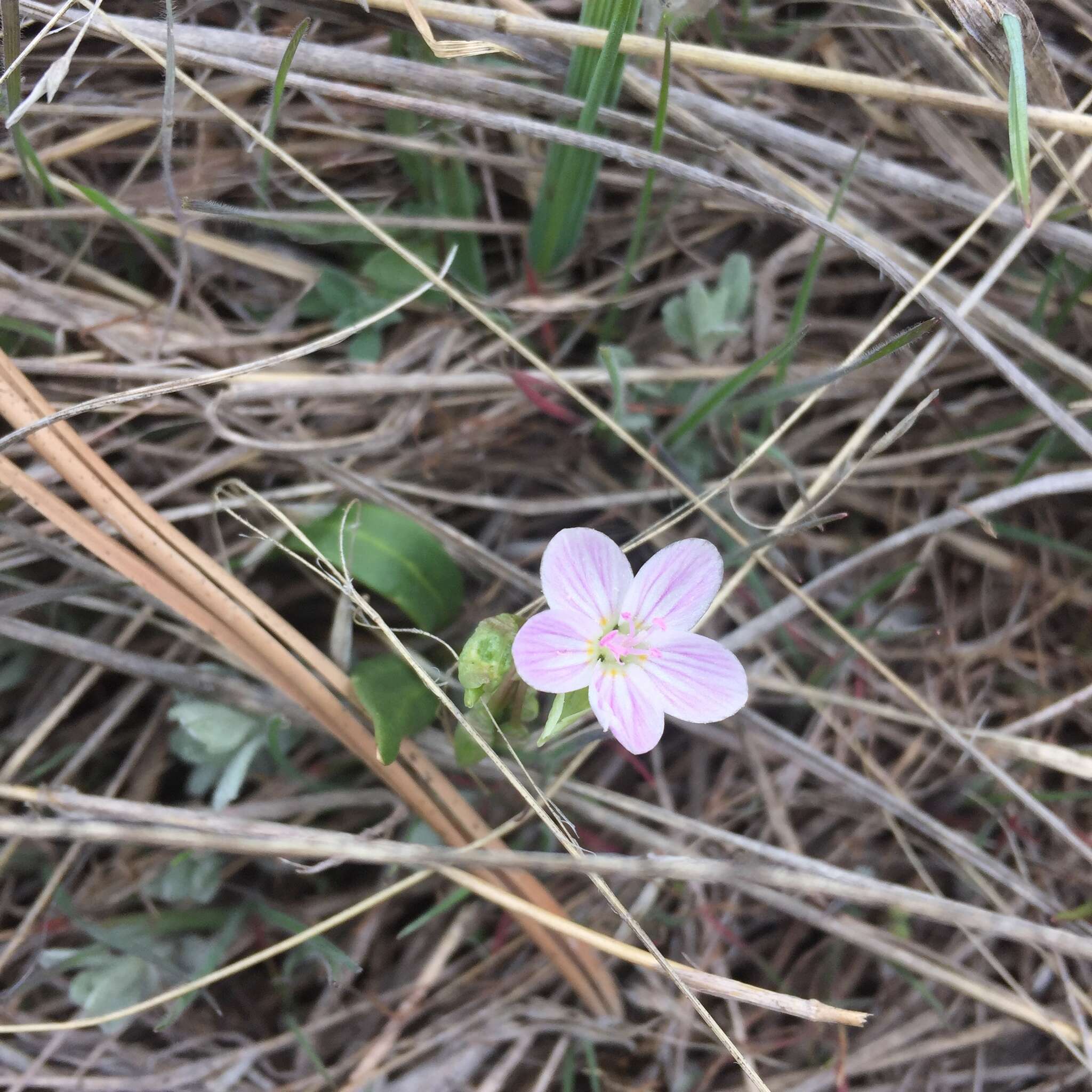 Image of western springbeauty