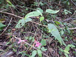 صورة Ruellia matudae Leonard