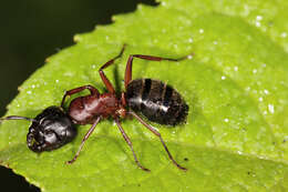 Plancia ëd Camponotus herculeanus (Linnaeus 1758)