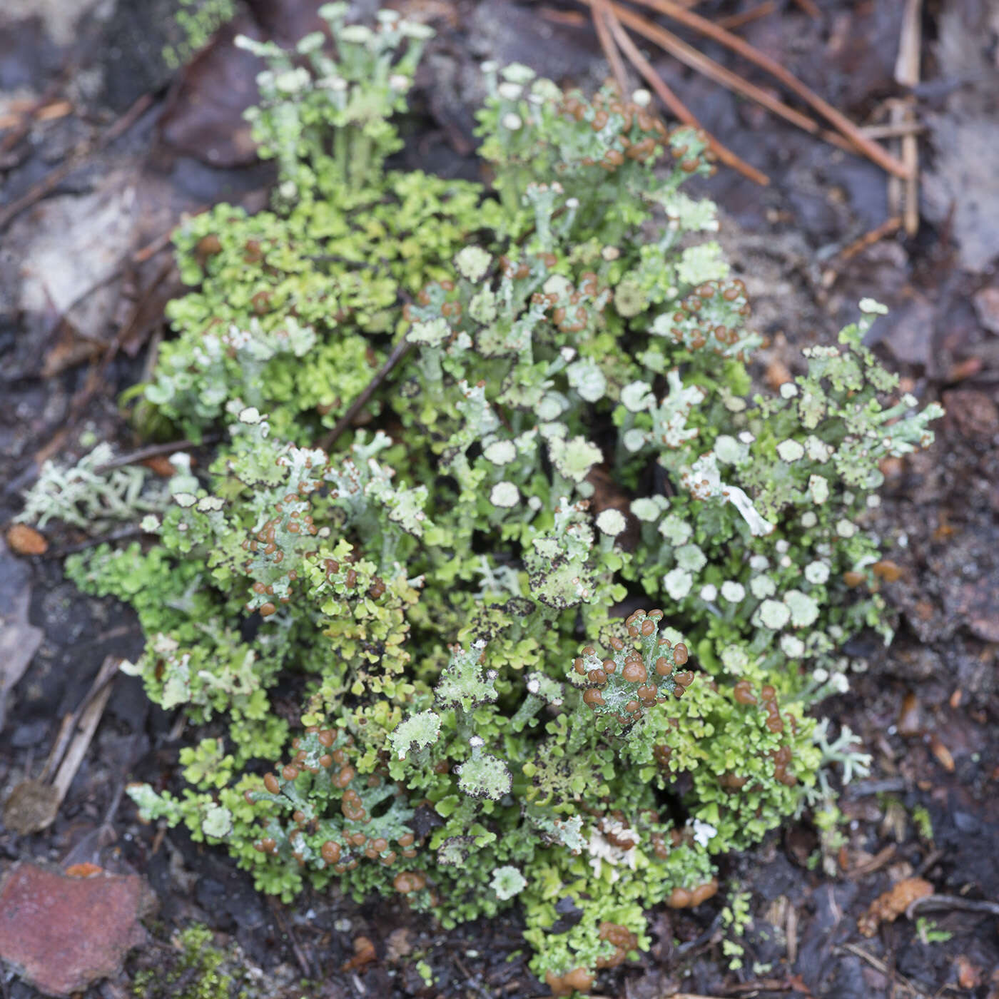 Image of cup lichen