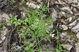 Image of Bidens chrysanthemifolia (Kunth) Sherff