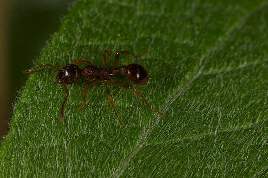 Image of European fire ant