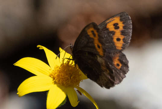 Image of Vidler's Alpine