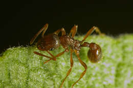 Image of European fire ant