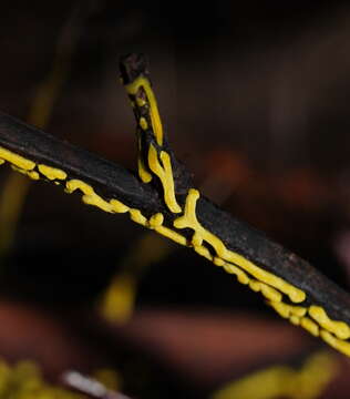 Image of Physarum luteolum