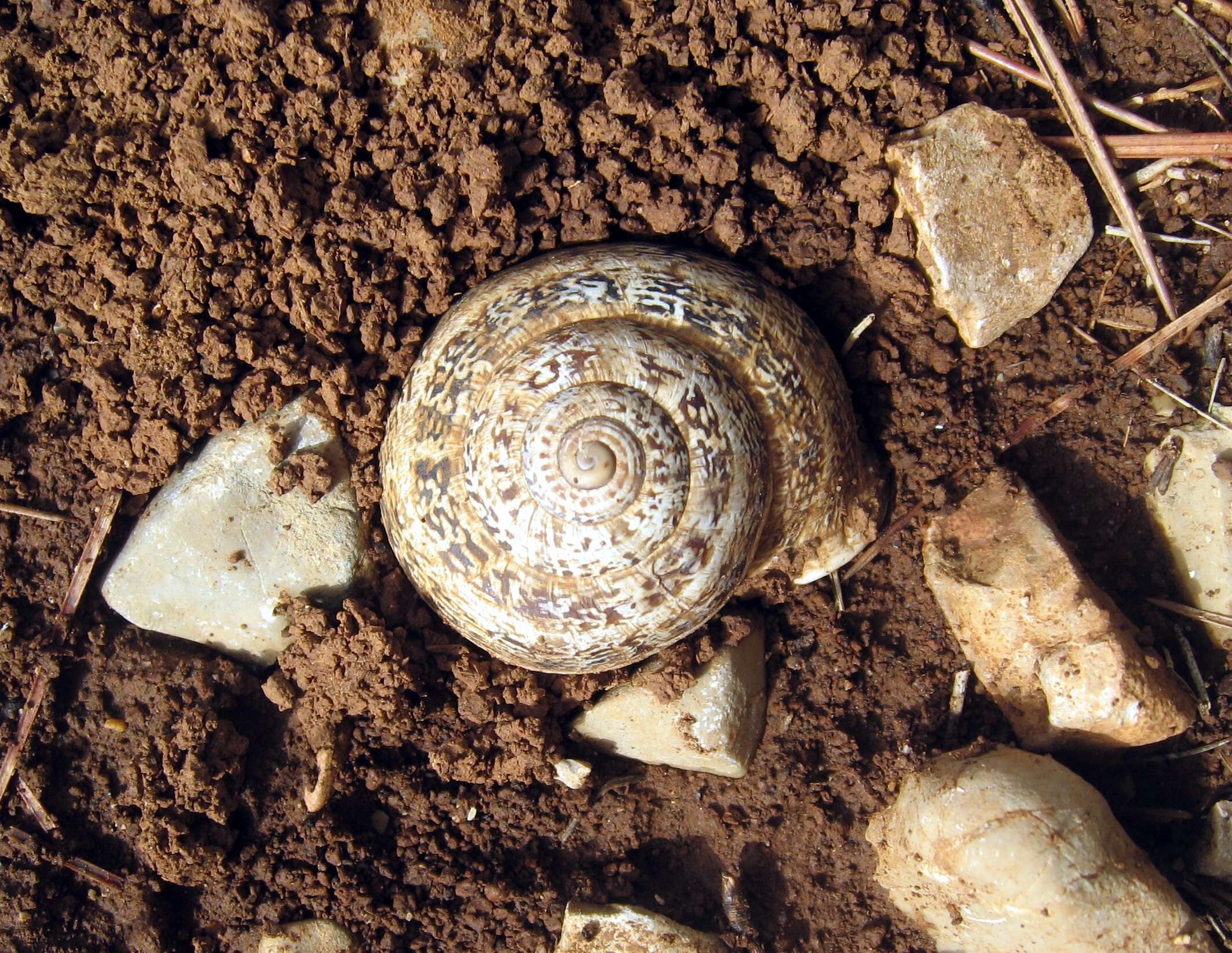 Image of Eobania vermiculata