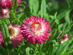 Image of bracted strawflower