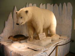 Imagem de urso-polar