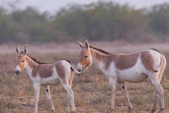 صورة Equus khur Lesson 1827