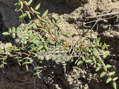 Pellaea andromedifolia (Kaulf.) Fée resmi