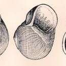 Image de Callomphala globosa Hedley 1901