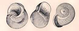 Image of Callomphala globosa Hedley 1901