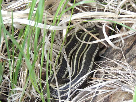 Image of Thamnophis sirtalis parietalis (Say ex James 1823)