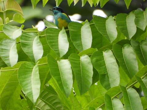 Image of Black-faced Dacnis