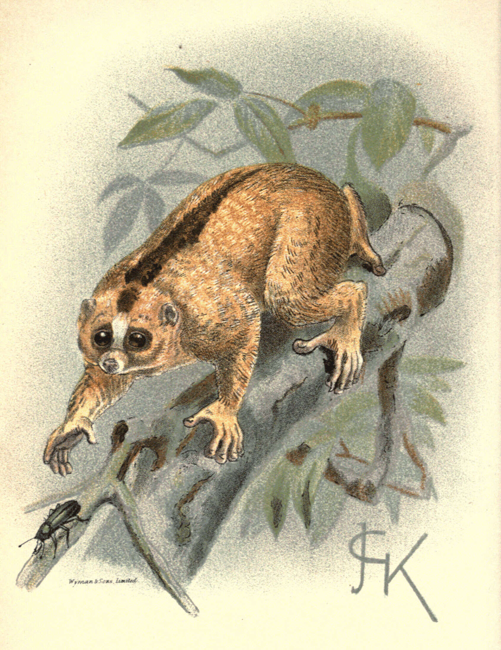Sivun Nycticebus javanicus É. Geoffroy Saint-Hilaire 1812 kuva