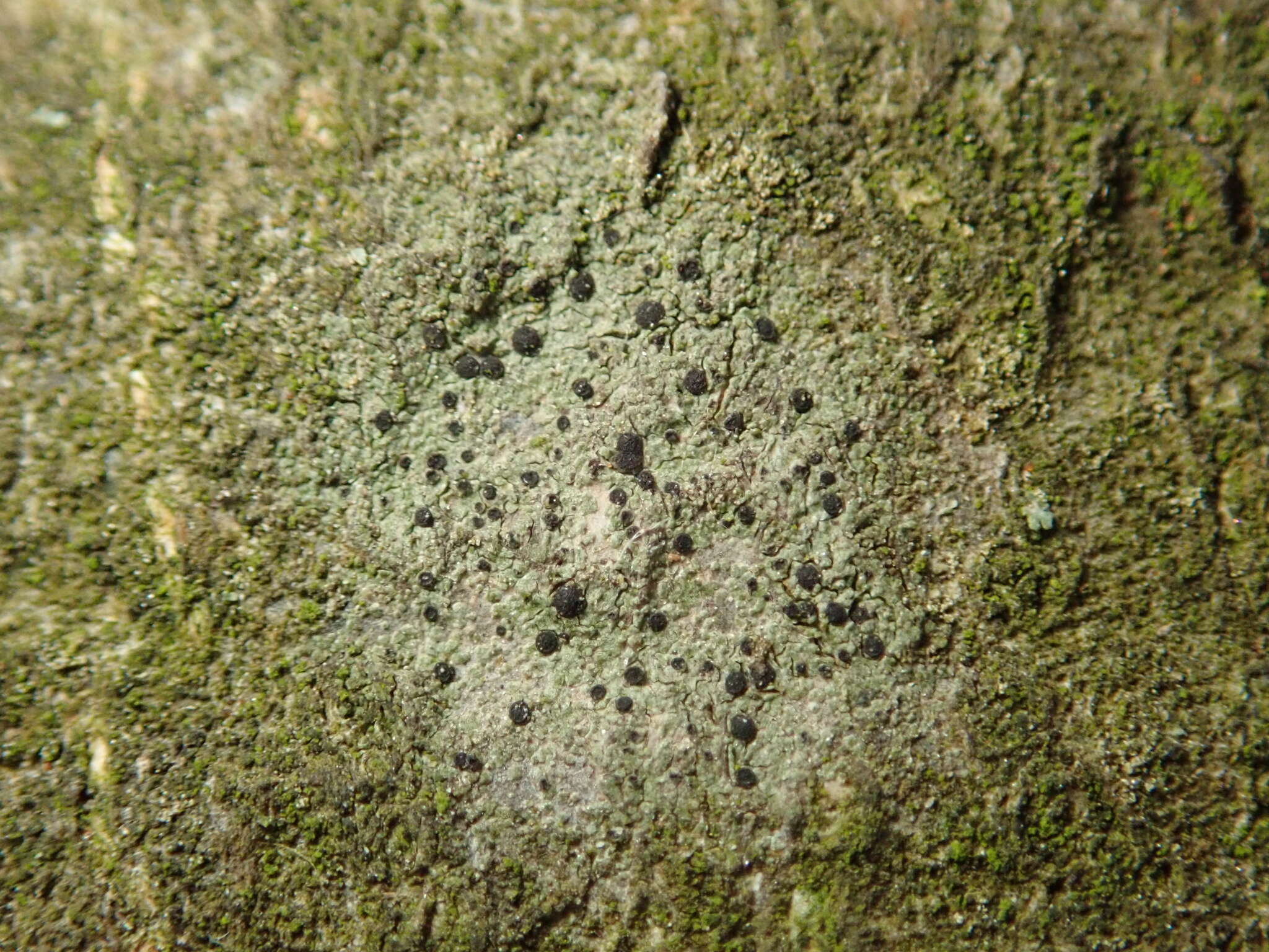 Image of lecidella lichen